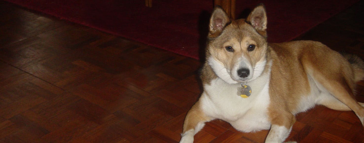 Sheltie shiba hot sale inu mix